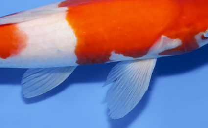 Kohaku - koi #x0528a010 - Side View A