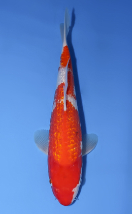 Ginrin Kohaku - koi #x0528a011