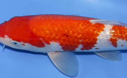 Ginrin Kohaku - koi #x0528a011 - Side View A
