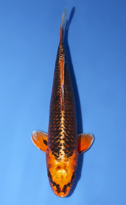 Orange Matsuba Ogon - koi #x0528a012