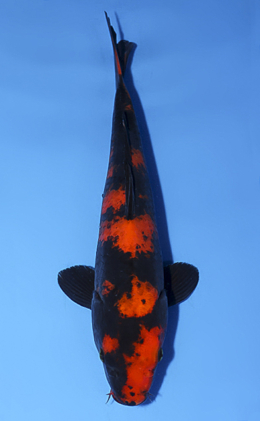 Hi Utsuri - koi #x0528a013