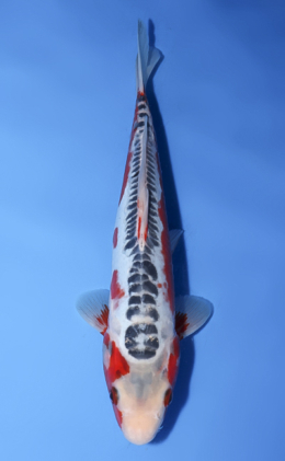 Shusui - koi #x0528a015