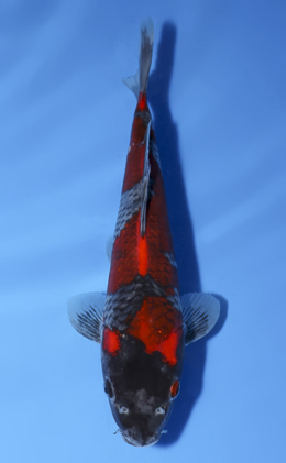 Goshiki - koi #x0528a016