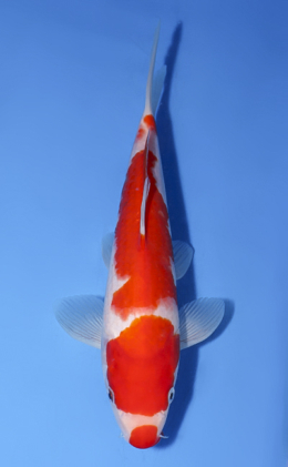 Kohaku - koi #x0528a018