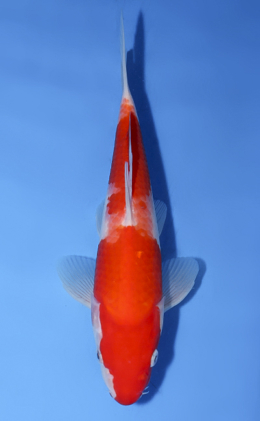 Kohaku - koi #x0528a019