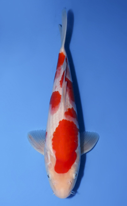 Kohaku - koi #x0528a021