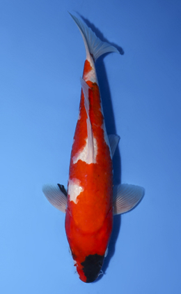 Showa - koi #x0528a022