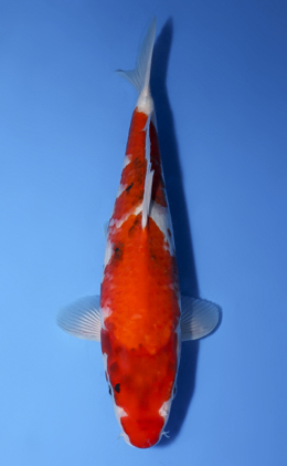 Showa - koi #x0528a023