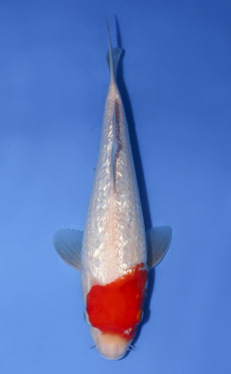 Ginrin Kohaku - koi #x0528a026