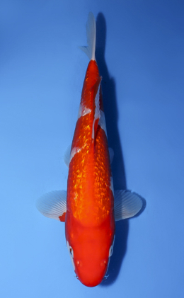Ginrin Kohaku - koi #x0528a030