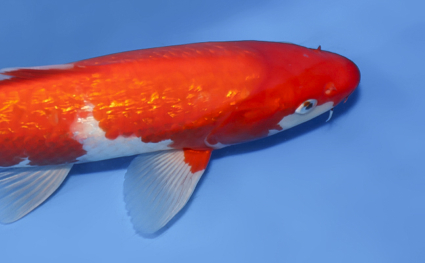 Ginrin Kohaku - koi #x0528a030 - Side View A