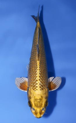 Mukashi Ogon - koi #x0528a033
