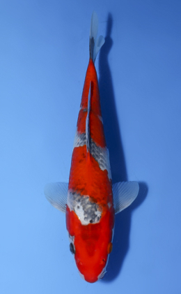 Goshiki - koi #x0528a037