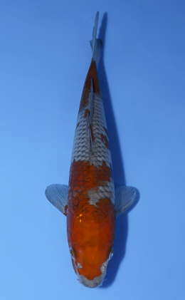 Ochibashigure - koi #x0528a038