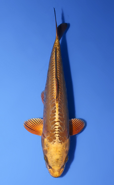 Doitsu Mukashi Ogon - koi #x0528a040 - Maruhiro Koi Farm