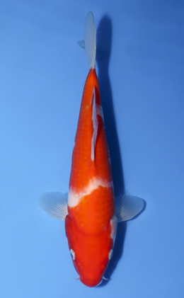 Kohaku - koi #x0528a043
