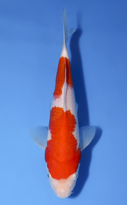 Kohaku - koi #x0528a045