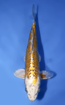 Kawari - koi #x0528a046