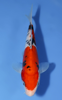 Doitsu Sanke - koi #x0528a047