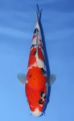 Showa - koi #x0528a048