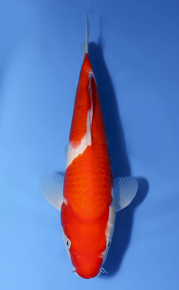 Kohaku - koi #x0528a050