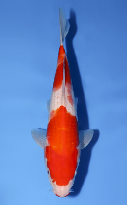 Kohaku - koi #x0528a051
