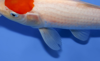 Tancho Kohaku - koi #x0528a053 - Side View A