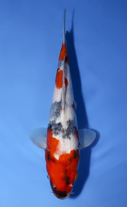 Showa - koi #x0528a054