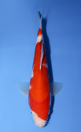 Kohaku - koi #x0528a055