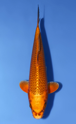 Mukashi Ogon - koi #x0528a056