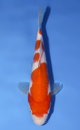 Kohaku - koi #x0528a059