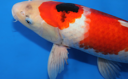 Showa - koi #x0529m001 - Side View