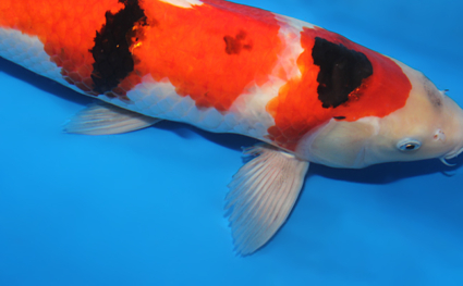 Showa – koi #x0529m001 - Image 3