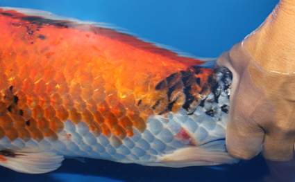 Showa - koi #x0529m002 - Side View