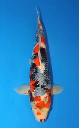 Showa - koi #x0529m005