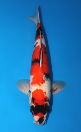 Showa - koi #x0529m006