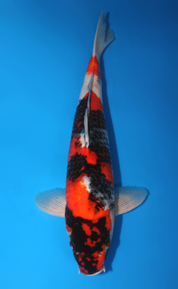 Showa - koi #x0529m009