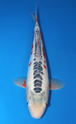 Shusui - koi #x0529m010