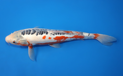 Shusui - koi #x0529m010 - Side View
