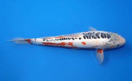Shusui – koi #x0529m010 - Image 3