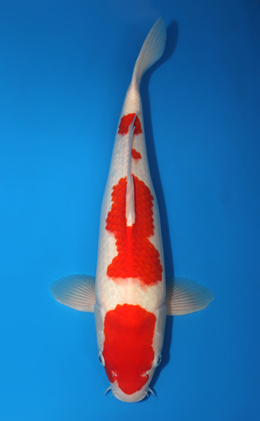 Kohaku - koi #x0529m016