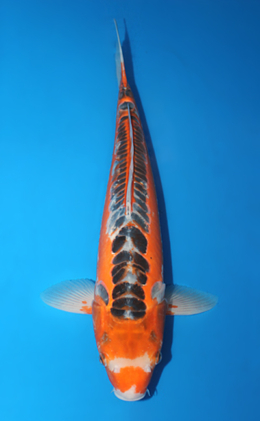 Shusui - koi #x0529m017