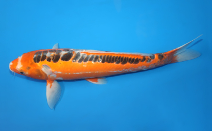 Shusui - koi #x0529m017 - Side View