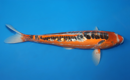 Shusui – koi #x0529m017 - Image 3