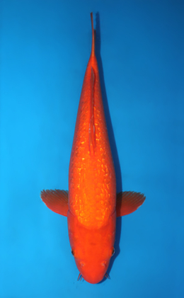 Ginrin Benigoi - koi #x0529m019