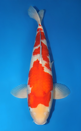 Kohaku - koi #x0529m023