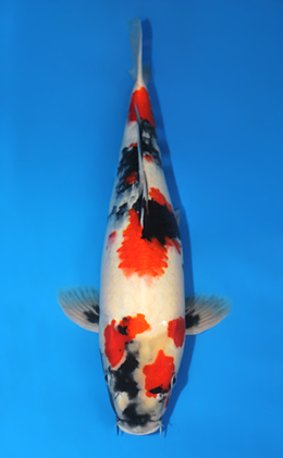 Showa - koi #x0529m027