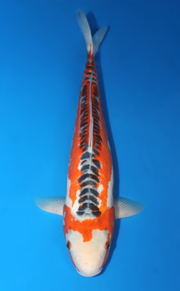Shusui - koi #x0529m028