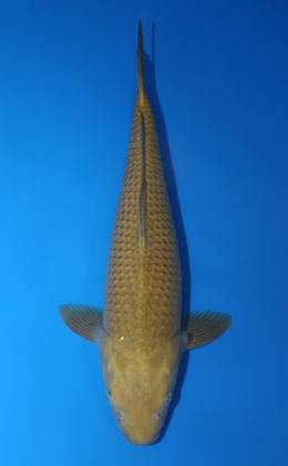 Chagoi - koi #x0529m029