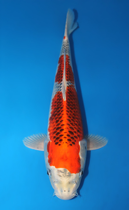 Kujyaku - koi #x0529m030
